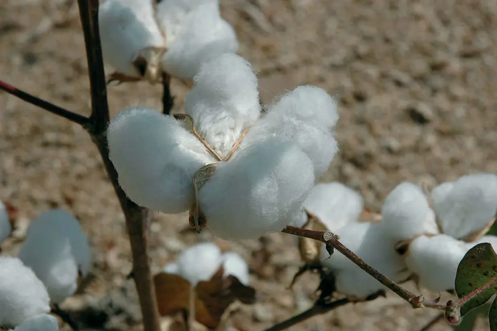coton-1