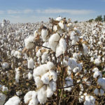 coton