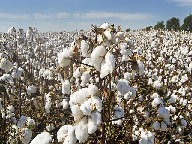 coton