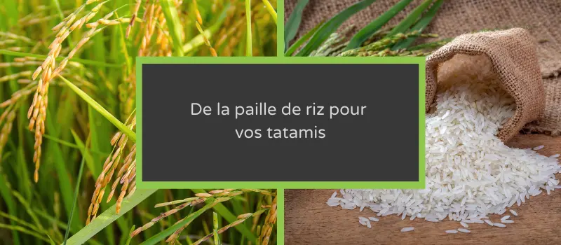 banner-nature-straw-rice